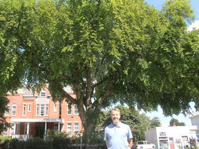 Randall Van Wagner, manager of conservation lands and services with the Lower Thames Valley Conservation Authority, stands in front of an American White Elm tree on Queen Street in Chatham. The tree has a genetic resistance that helped it survive Dutch Elm disease. Ellwood Shreve/Postmedia Network