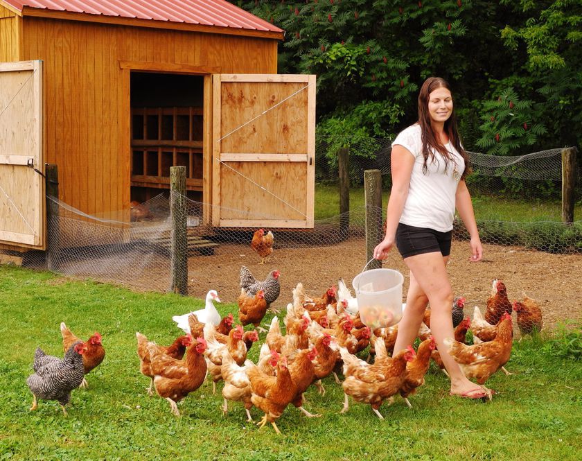 Modifications suggested for Norfolk’s poultry bylaw | Tillsonburg News