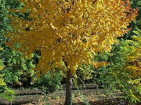 Harvest Gold Linden known for upright form, disease-free foliage and exfoliating bark. (supplied photo)