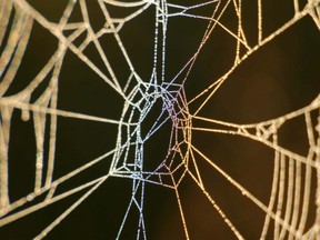 Prismatic water drops on a spider web near Kathyrn, Alberta, on August 8, 2011.