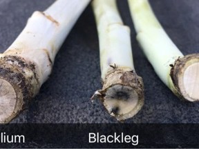 Harvest scouting for blackleg relies on cross-section clipping of canola stems just below ground level. Verticillium can cause some general greying of the stem cross section, but it won’t have the distinct black wedges characteristic of blackleg. Photo supplied.