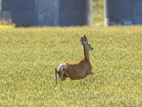 The Ministry of Natural Resources and Forestry will be conducting its annual Chronic Wasting Disease (CWD) surveillance program through the fall and winter of 2020, and is asking hunters to submit deer samples in an effort to detect and stop the potential spread of the disease. File photo/Postmedia Network