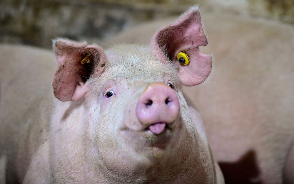 pigs