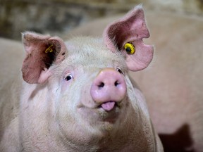 Pigs do not pass on COVID-19 according to research at Kansas State University designed to test similar results in Germany and China. Getty Images