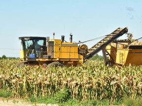 The harvest of Ontario’s seed corn crop, most of which is located in Chatham-Kent, is likely to be completed sometime in early October, according to Garnet Snobelen, chair of the Seed Corn Growers of Ontario. Jeffrey Carter photo