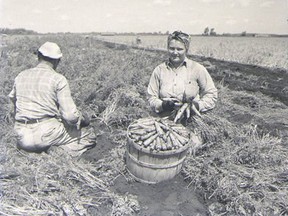 This 1948 photo features Mrs. Rogela harvesting carrots by hand in Erieau Marsh. (Chatham-Kent Museum 1990.77.419)