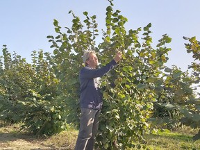 Michael Gladstone has 10 acres of hazelnut trees in production on his family farm in Blenheim and plans to expand to 16 acres by the end of the fall. (Handout/Postmedia Network)