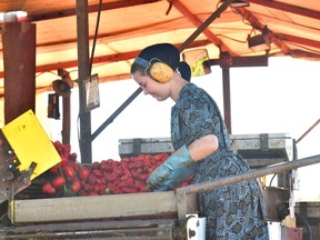 he Luth family relies on a family of Canadians, including this employee, at their processing tomato operation near Dresden in Chatham-Kent. Jeffrey Carter photo