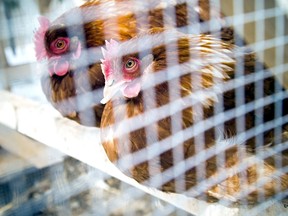 North Bay council voted down a motion, Tuesday, to have staff prepare a report on allowing and regulating backyard chickens in the city. Postmedia File Photo