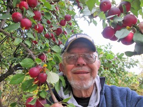 John Chudzik of Portage la Prairie picks late season dark crimson-red Kerr crabapples. (Ted Meseyton)