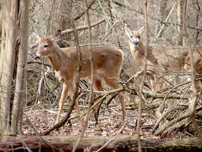 These two white-tailed deer were spotted outside Rondeau Provincial Park in the wildlife sanctuary operated by the St.  Clair Region Conservation this past March. Officials now say Rondeau experienced a seven per cent spike in park visits this past summer. Ellwood Shreve/Postmedia Network
