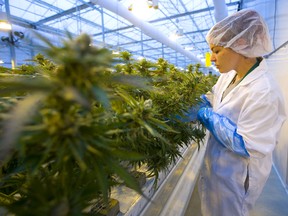 Heidi Friedel Caudle of Weed MD trims a nearly ready crop of marijuana near Strathroy at their facility west of London, in this photo from June 2019. Mike Hensen/Postmedia Network
