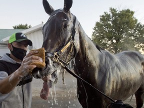 Queen's Plate contender Holyfield gets cleaned yesterday. Holyfield will attempt to capture the $1,000,000 dollar race on September 12 at Woodbine Racetrack without spectators.