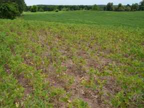 Figure 1. Stunted, discoloured soybeans growing on a knoll in late July 2020