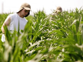 Recent wet weather in Southwestern Ontario has helped the region's corn crop rebound after dry weather earlier in the season. (MIKE HENSEN/Postmedia Network)