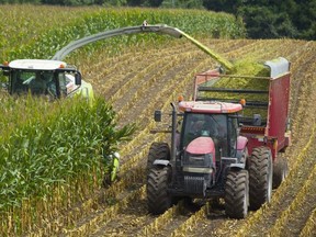 A Woodstock area farmer uses a forage harvester in September 2018 to cut eight rows of corn in one pass, grind it up and shoot it into a waiting hopper wagon to be used as silage for dairy cows. (Mike Hensen/The London Free Press file photo)