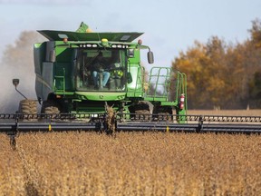 Ron Smith of Killins Custom Work out of Dorchester combines soybeans near Thorndale in this 2019 file photo. (Mike Hensen/The London Free Press)