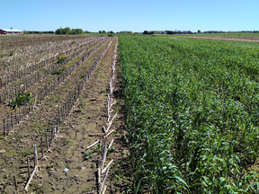 Figure 1. Rye seeded after corn silage