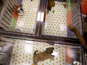 People watch puppies in a cage at a pet store in Columbia, Md., Monday, Aug. 26, 2019. The Better Business Bureau says puppy scams are a growing problem across the country as fraudsters look to take advantage of lonely pet lovers during the COVID-19 pandemic. THE CANADIAN PRESS/AP/Jose Luis Magana