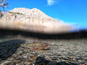 Westslope cutthroat trout are threatened in Alberta.  In Banff National Park, some of the main challenges for this fish are competition with non-native brook trout and hybridization with non-native rainbow trout or Yellowstone cutthroat trout. Photo submitted by Parks Canada.