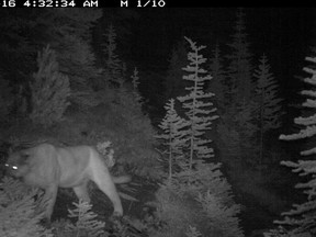 A cougar captured in 2014 on a Parks Canada remote wildlife camera. Photo Parks Canada.