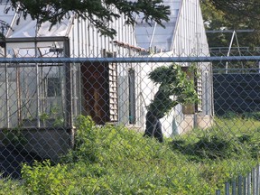 An OPP officer removes cannabis plants from a former greenhouse site on County Road 28 in Ameliasburgh Thursday morning. It is not known yet how many plants were seized or how many arrests were made, but police confiscated approximately 8,700 plants and made 21 arrests from four other Prince Edward County properties in the last week. BRUCE BELL