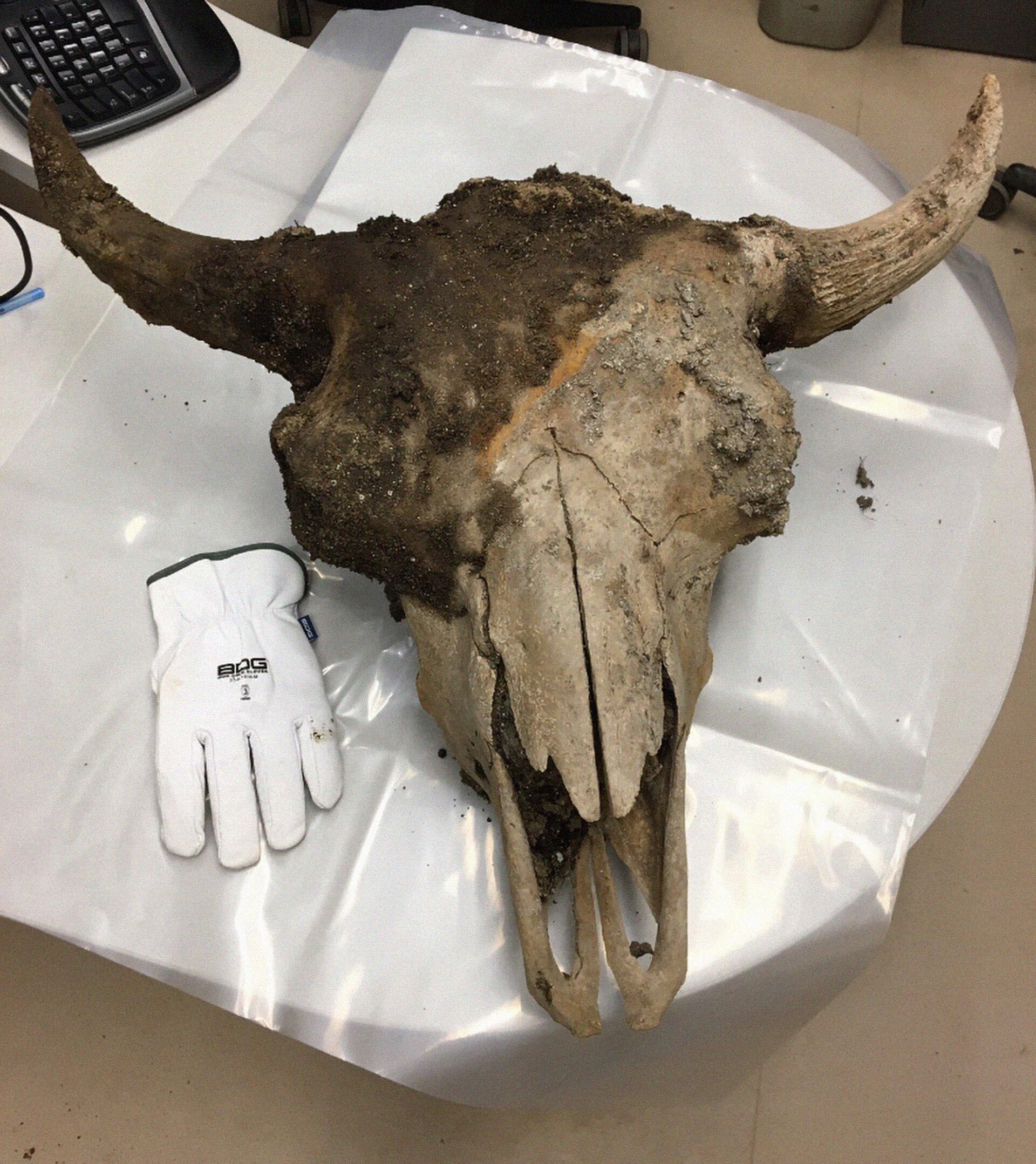 ancient bison fossils