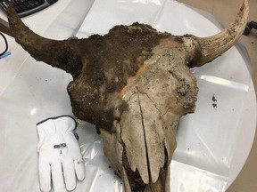A bison skull, believed to be at least 5,000 years old, that was found by Sheldon Aylward at Syncrude's Aurora site on July 25, 2020. Supplied Image/Syncrude