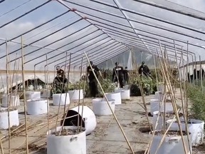 A still image from a video shared by on Twitter shows provincial police loading marijuana into a dump truck following a large-scale seizure in Brant County on Thursday. @OPP_WR/Twitter