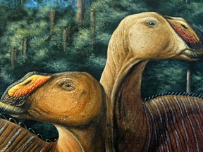 An image from the Utah Museum of Natural History shows a rendering of the Gryposaurus monumentensis, a species of duck-billed dinosaur found in a dinosaur graveyard in the western United States. The creature had a powerful beak-shaped jaw with 300 teeth capable of slicing through almost any vegetation, and up to 500 replacement choppers embedded in its mammoth jawbone.