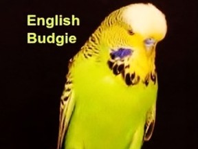 Two dozen exotic birds – a mix of budgies and cockatiels – were stolen from a home north of Port Dover last week. Above, an English budgie. – Facebook photo