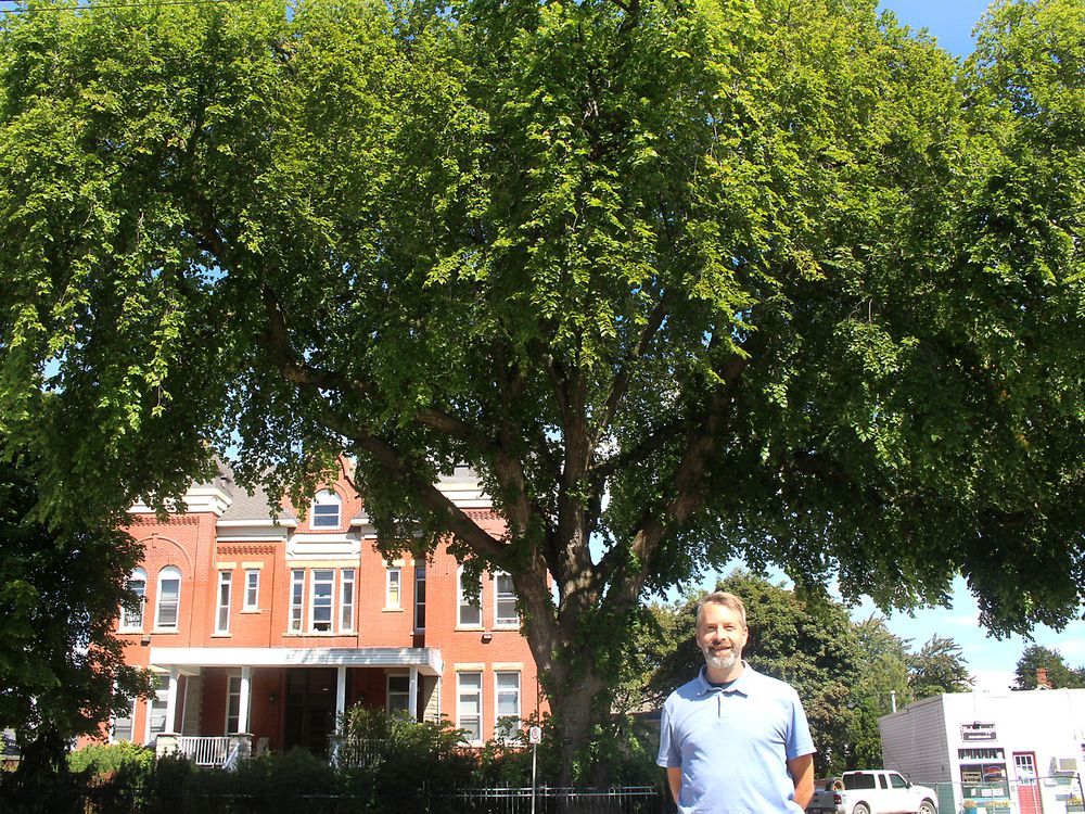 Tapping into value of ChathamKent's heritage trees Chatham Daily News