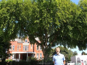 Randall Van Wagner, manager of conservation lands and services with the Lower Thames Valley Conservation Authority, stands in front of an impressive American White Elm tree, located on Queen Street in Chatham, which has a genetic resistance that helped it survive Dutch Elm disease. Ellwood Shreve/Chatham Daily News/Postmedia Network