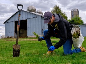 A South Nation Conservation employee working on one of the over 3.4 million trees planted by the conservation authority.Handout/Cornwall Standard-Freeholder/Postmedia Network

Handout Not For Resale