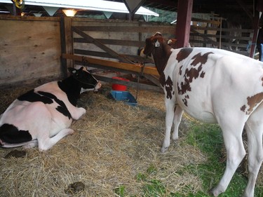 The 209th Williamstown Fair, held as a drive-through event on Saturday September 5, 2020 in Williamstown, Ont., still featured some agricultural competitions, such as that for cattle. Joshua Santos/Cornwall Standard-Freeholder/Postmedia Network