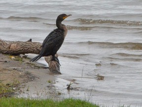 A double-crested cormorant sits on the water's edge at Kelso Beach Park in Owen Sound. ROB GOWAN