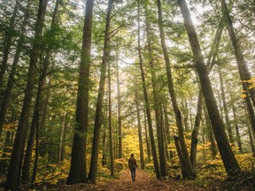 Fall at Goodrich-Loomis Conservation Area in Brighton. Shannon Steele image