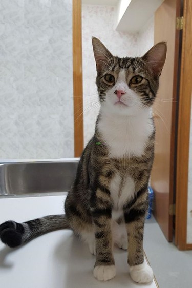 Freddie, a resident of the Hanna SPCA as of Sept. 3, is looking for a fur-ever home. Hanna SPCA photo