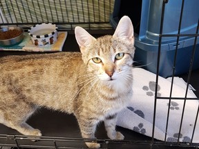 Tabitha is less than a year old.  She is very eager to please, and her motor runs constantly. She loves her tummy rubs. SPCA photo