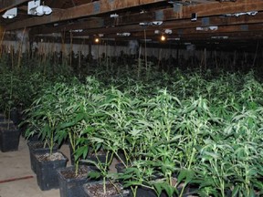 Numerous illegal cannabis plants seized by Ontario Provincial Police on Tuesday in Napanee. (Supplied Photo)