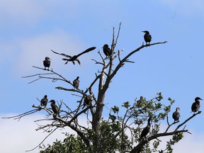 A flight of cormorants sits in a tree along the shore of Lake Ontario near Kingston on Friday. (Elliot Ferguson/The Whig-Standard)