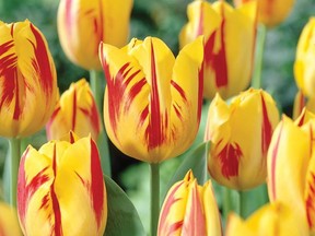 The Rotary Club of Gananoque is selling special tulip bulbs to raise funds to help eradicate polio.  
Supplied by Rotary Club of Gananoque