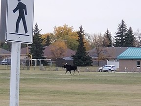 Kurtis Kolodinsky got this photo of a bull moose wandering the MUCC football field, just before school srarted on September 24.