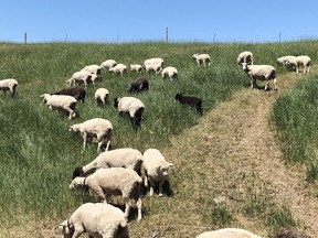 Sheep graze in an area of the Ottawa Valley Waste Recovery Centre landfill that has reached final contours and has been capped.  After a successful pilot project in 2019, this natural method of vegetation management was used at the centre this summer to help maintain grasses and other vegetation.