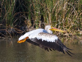 American White Pelican taking off in flight over marshy water with tall reed grasses. Grey Mountain Photography / Getty Images

Not Released