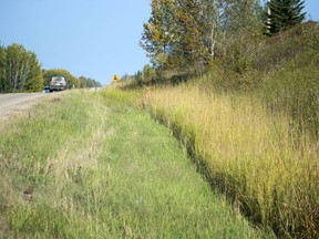 The ditches along secondary highways in areas of Alberta were not fully cut this summer. One pass of a lawn mower, rather than the full ditch, is evident in many areas including along Highway 22 just outside of Mayerthorpe.
Brigette Moore