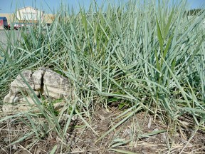 Lyme grass in a WalMart parking lot. Gardening expert John DeGroot has a list of plants that are best avoided. Among them is Lyme grass. John DeGroot photo