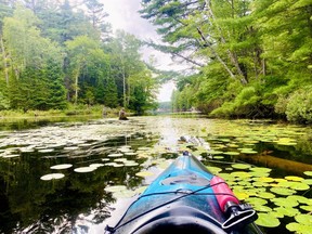 Even under cloudy skies that threatened rain all afternoon, the Pickerel River is a great place to escape for a quiet paddle. The Lost Channel area of the river, accessed off Highway 69, is a lovely place to begin a camping adventure. There were several nice spots suitable for pitching a tent and with its many channels and inlets, there is lots to explore. There are so many rocky outcroppings and soaring trees; it is a very picturesque place to launch a kayak. There are, however, a lot of motorboats, which can be intimidating for novice paddlers, but most were respectful and kept a fair distance. Mary Katherine Keown/The Sudbury Star