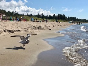 A gull prepares to take wing on a sunny day at the beach in Providence Bay on Manitoulin Island, Ontario. It will be partly sunny Friday, with a high of 17 degress C.Ben Leeson/The Sudbury Star/Postmedia Network