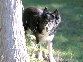 Moss, a border collie, peeks out from behind a tree near a rural road in Billings Township on Manitoulin Island, Ontario on Saturday, September 5, 2020. Ben Leeson/The Sudbury Star/Postmedia Network